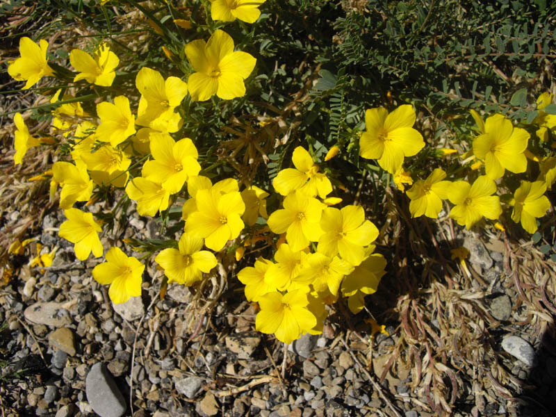 Linum campanulatum en fleurs dans les éboulis calcaires des Pyrénées